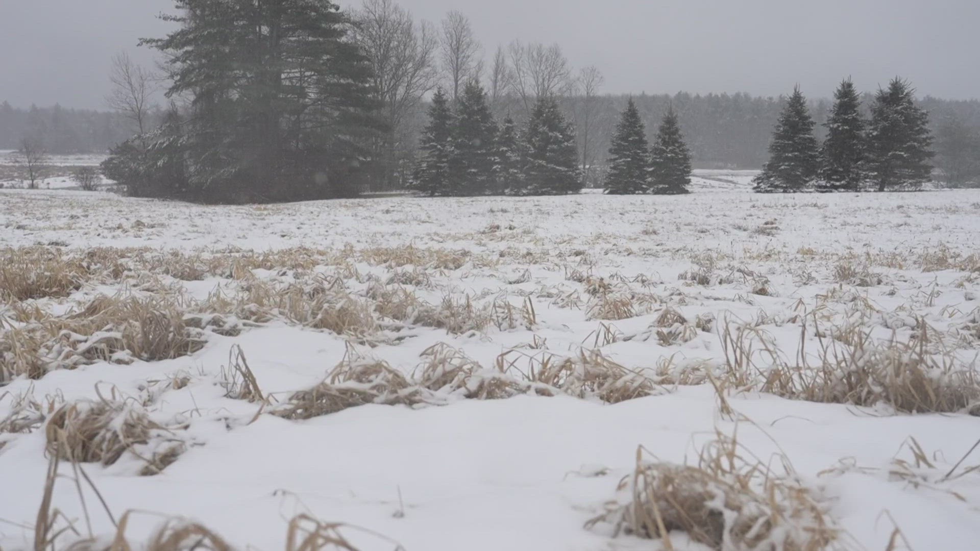 The land is half marshland and is home to the salt marsh sparrow, an endangered species in Maine.