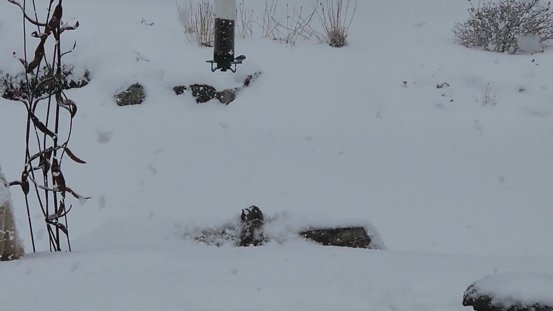 Watching the squirrel drive his head in the snow tickled me. We have so many chickadees this year.
Credit: Kimberly Smith-Tourles