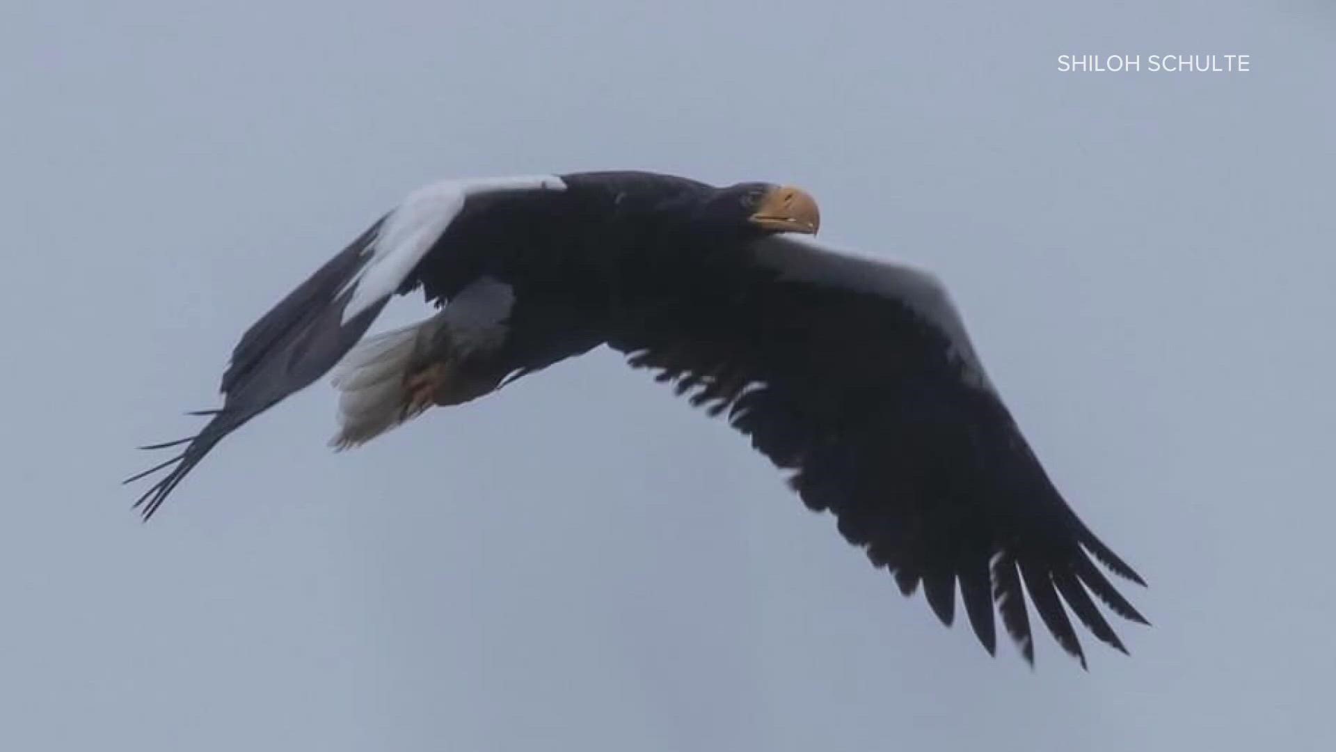 The Steller's sea eagle is native to Asia. It made Maine its home from December of 2021 to March of 2022.