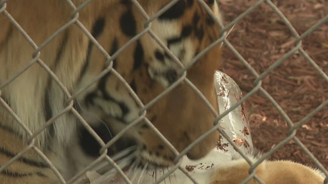 Raw chicken popsicle, anyone? Maine zoo finds ways to keep animals cool ...