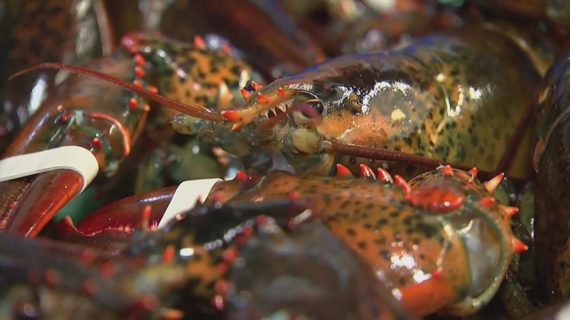 Dr. Jonathan Birch, who led a team of researchers in the UK, says that he watched experiments he says showed lobsters can act like a conscious animal.