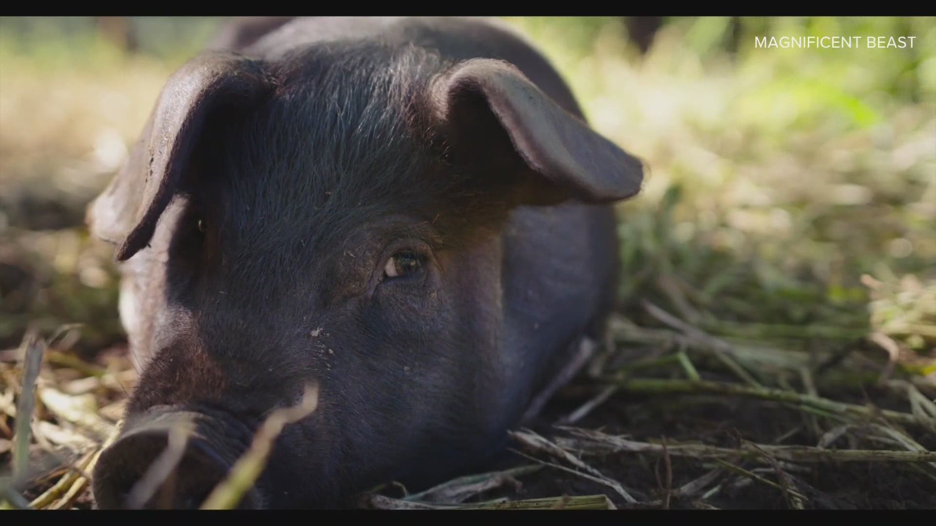 New York Times Bestselling Author Tess Gerritsen and her son Josh made their first documentary exploring why pigs are so loved and yet so hated the world over.