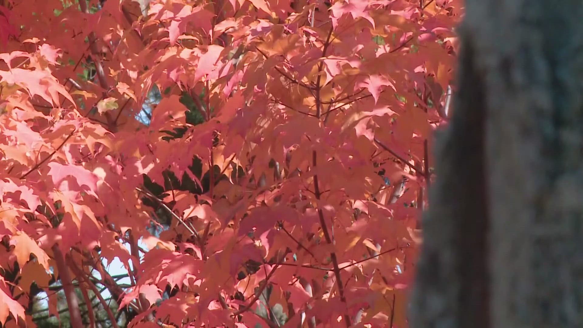 It was a rainy summer, and that's going to affect how the leaves change color this year.