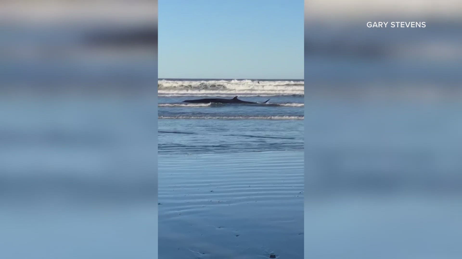 Witnesses sent videos and photos of the beached minke whale on Friday evening.