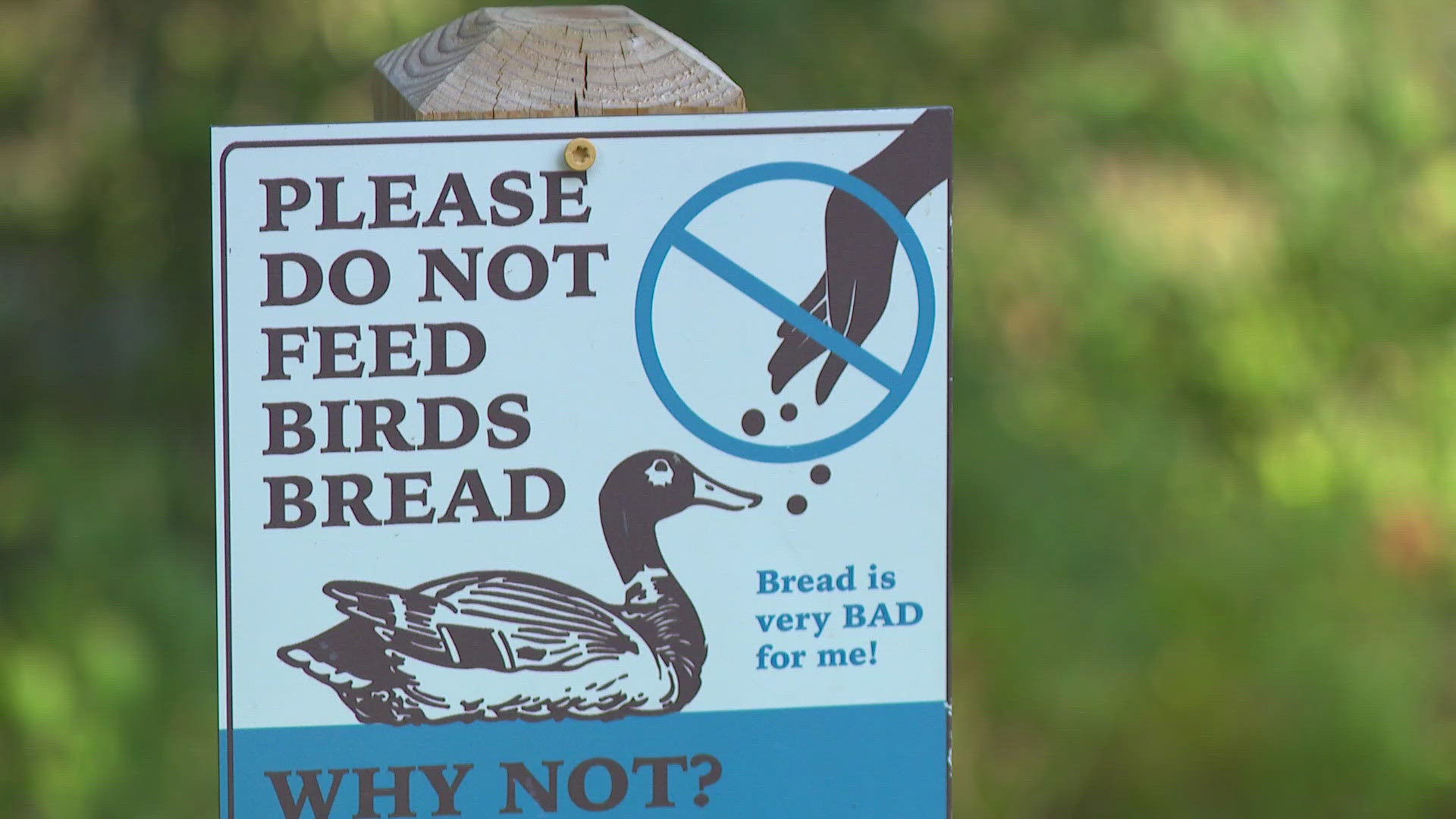 According to the city's supervising park ranger, Liz Collado, two geese suffer from angel wing syndrome.