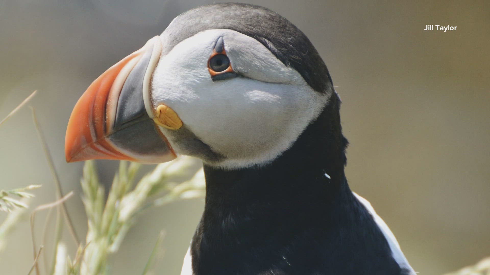 From losing their signature colors, to ditching their mates for eight months, researcher Jill Taylor describes these seabirds as adorable, awkward, and resilient.