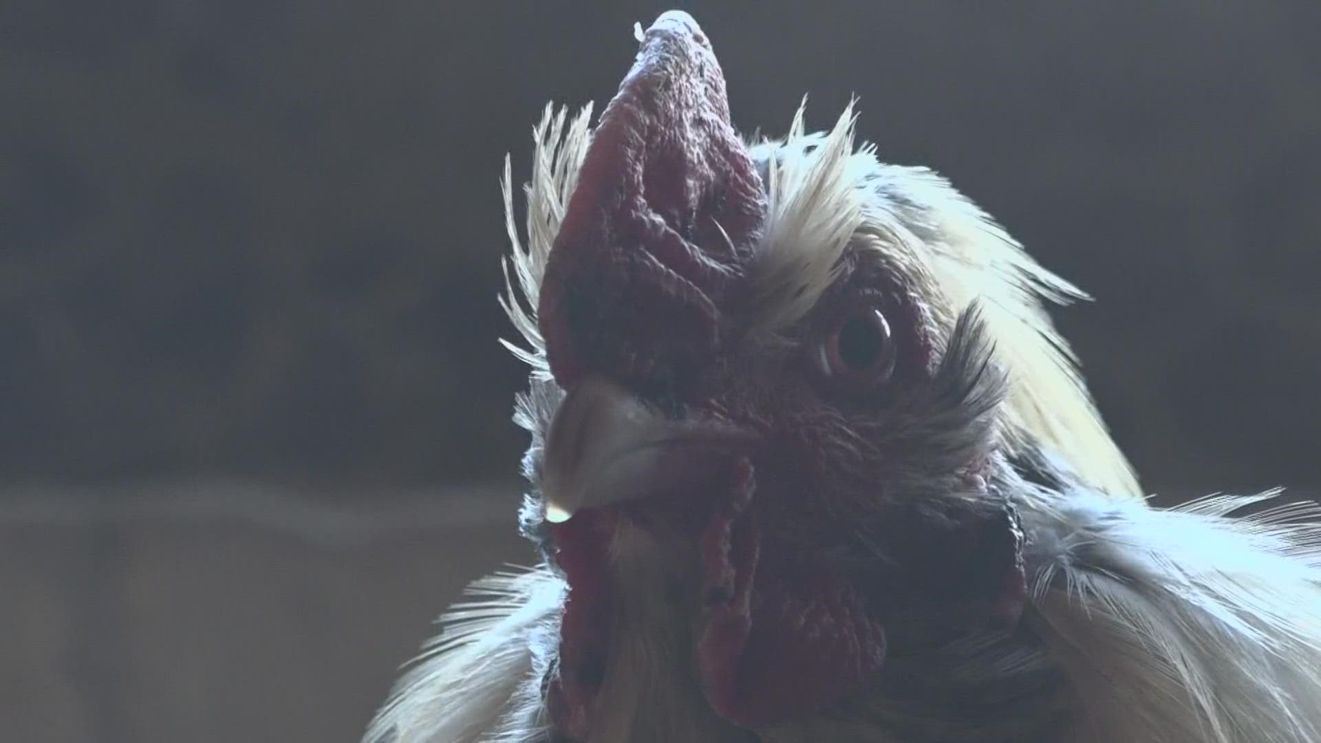 Lizzie Dickerson thought her rooster was gone 'for good' when he went missing last spring.