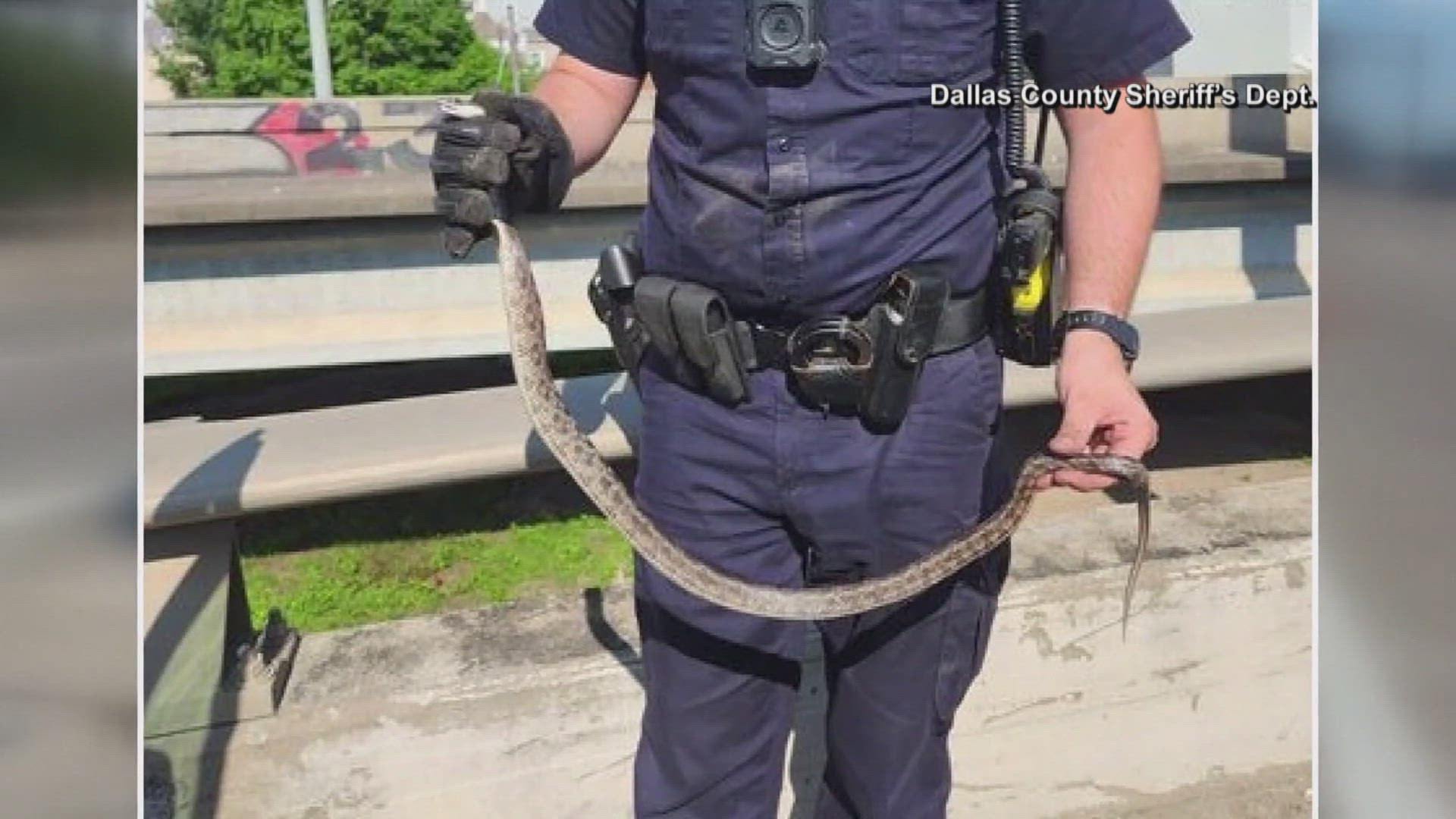 A county sheriff was near by to help the family get the snake off.