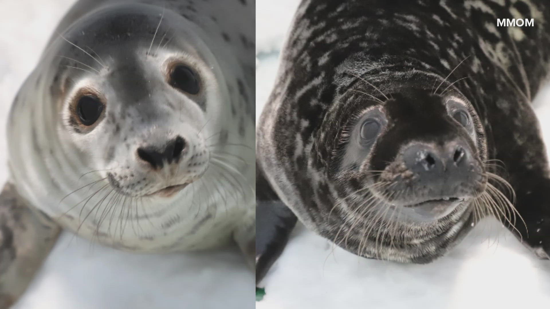 A plow truck driver discovered one of the seals wandering in the road during a storm in January. The other was stranded near the same neighborhood.