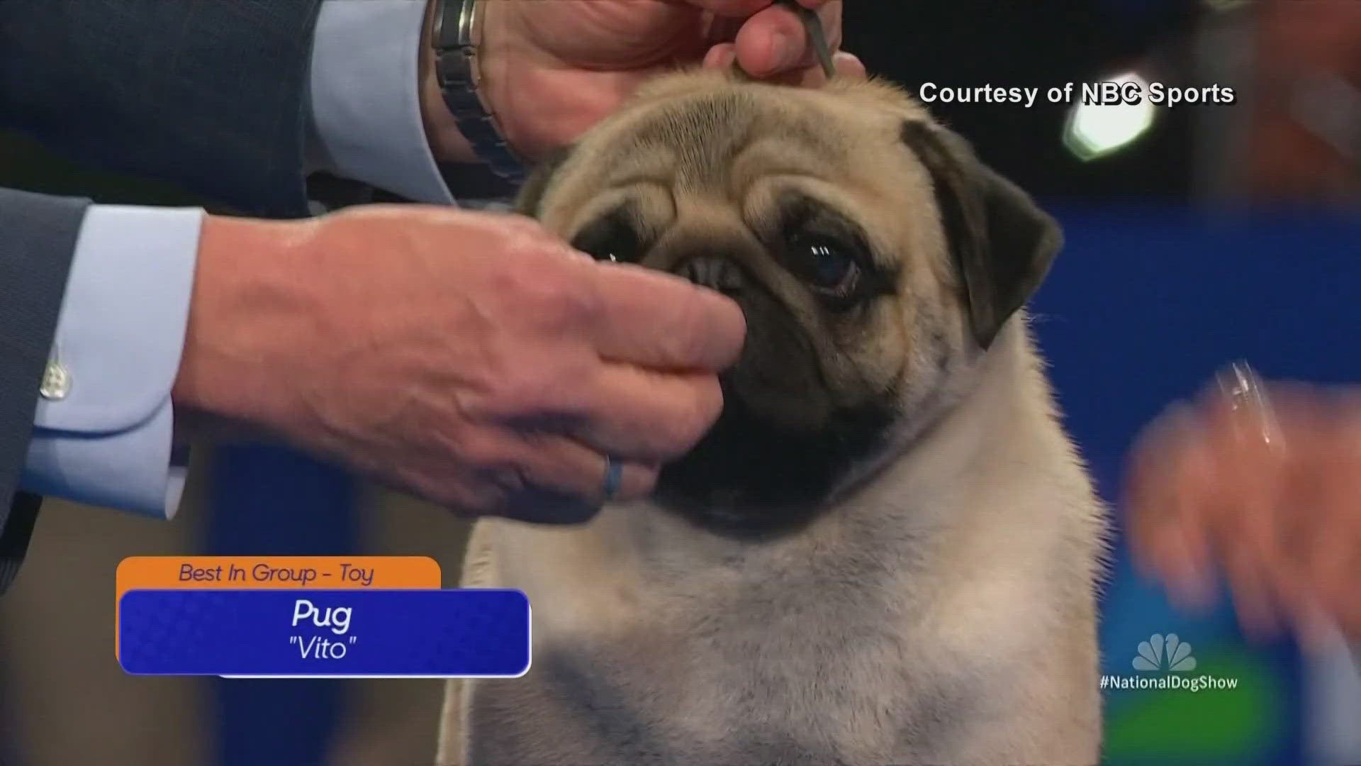 Vito now has a total of 25 Best in Show wins. 