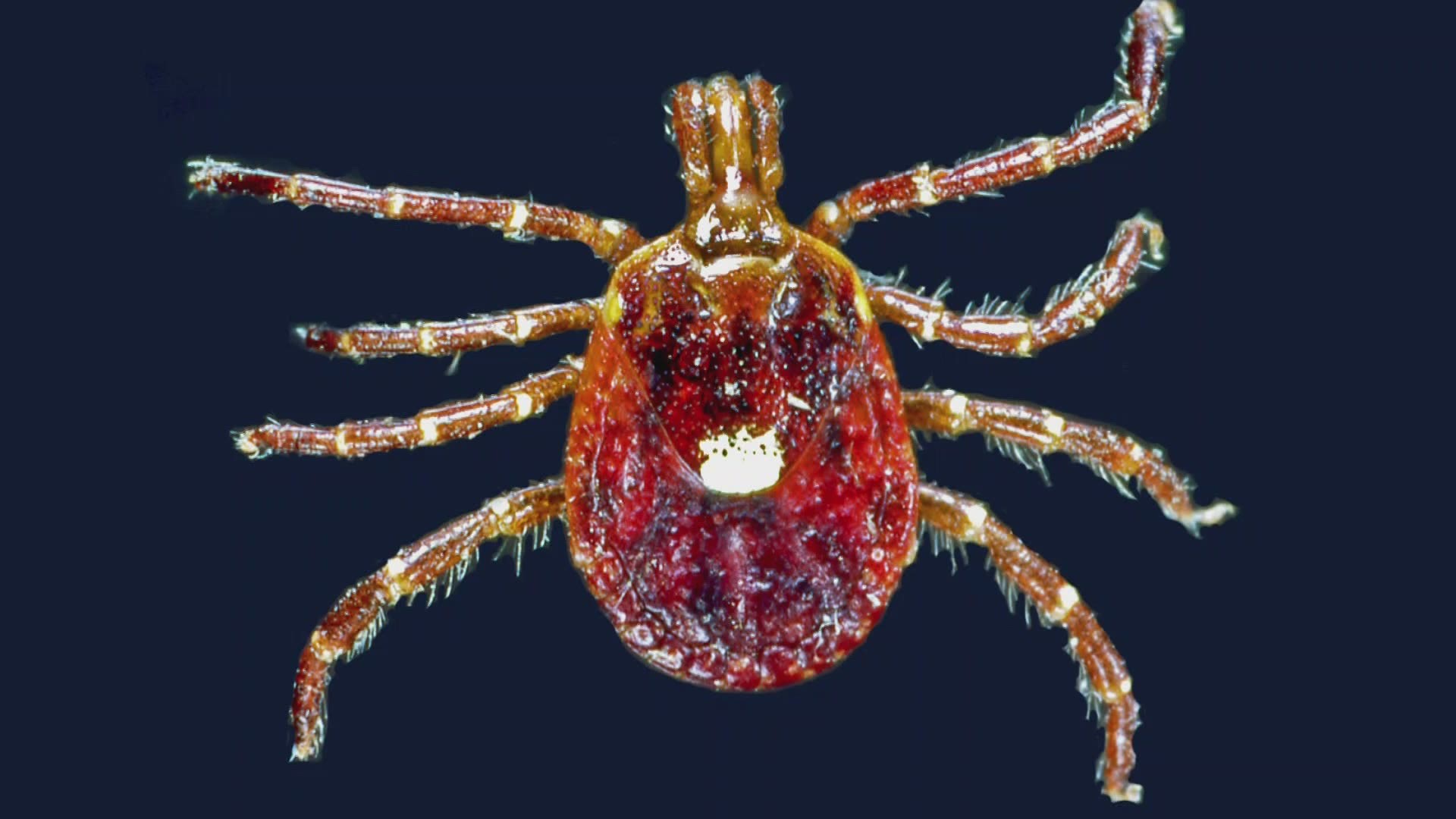 Experts say warming temperatures are allowing ticks to thrive in new areas of Maine.