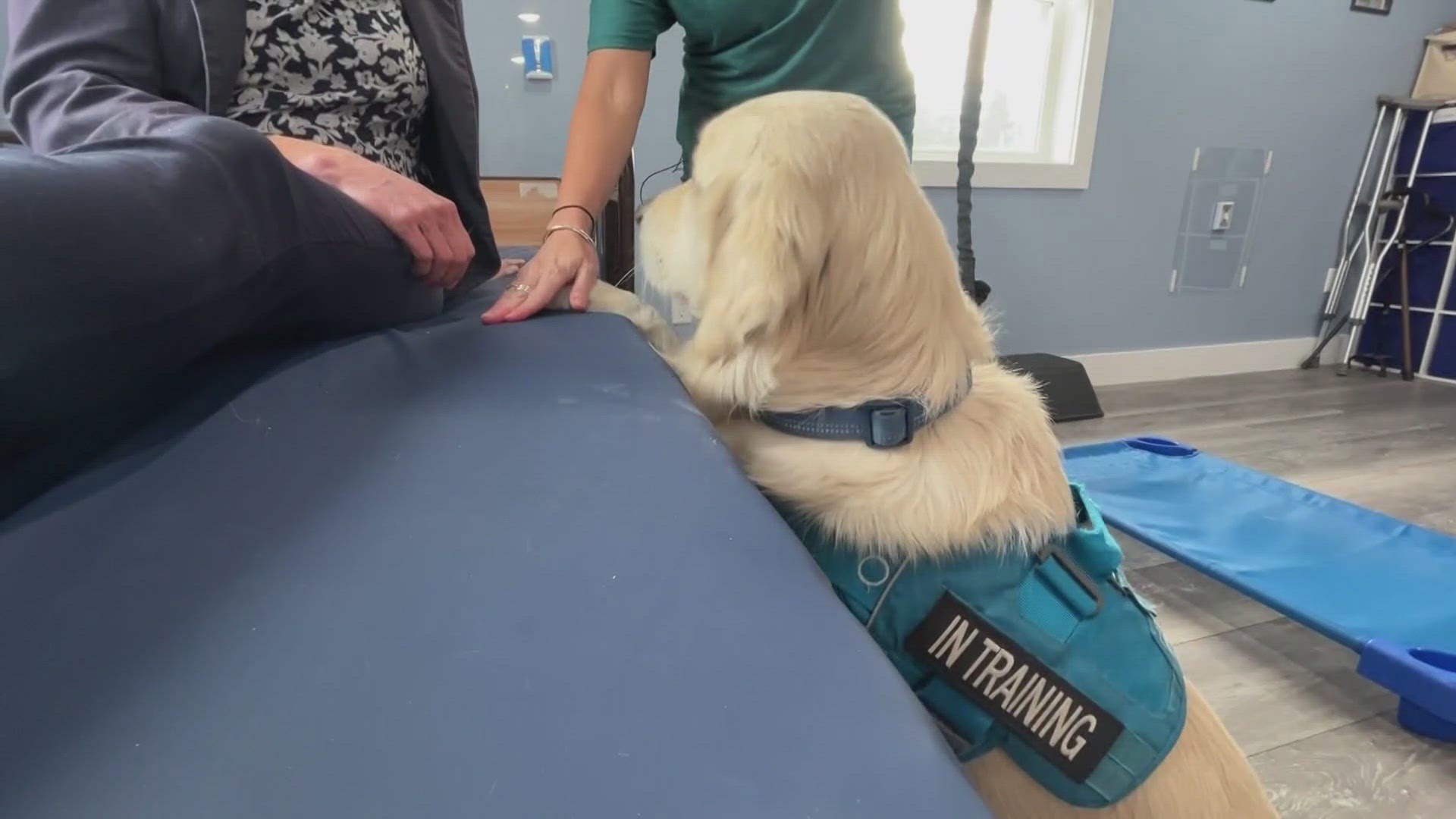 The 3-year-old golden retriever is in training to become a therapy dog at Children's Advocacy Centers across Maine three counties.