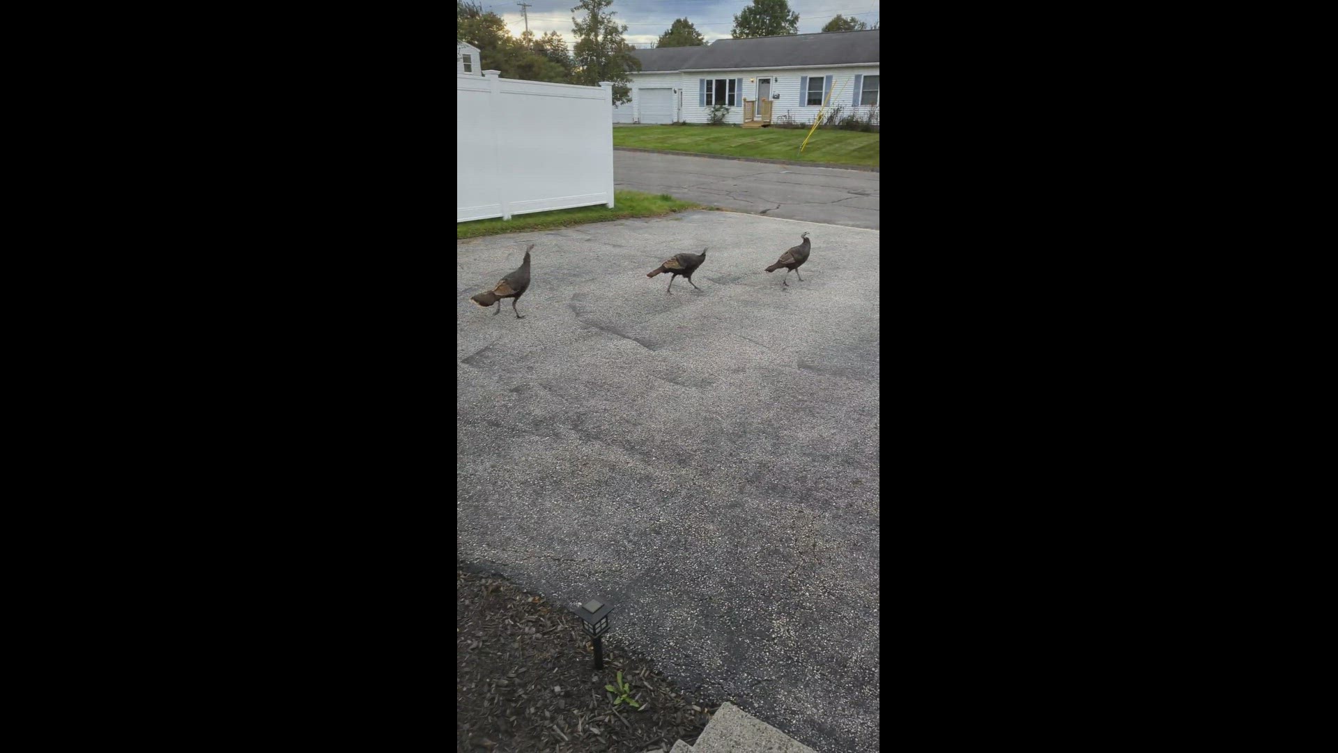 We have watched these turkeys grow up in our neighborhood and love to see them on their daily visits.
Credit: Erica Brown