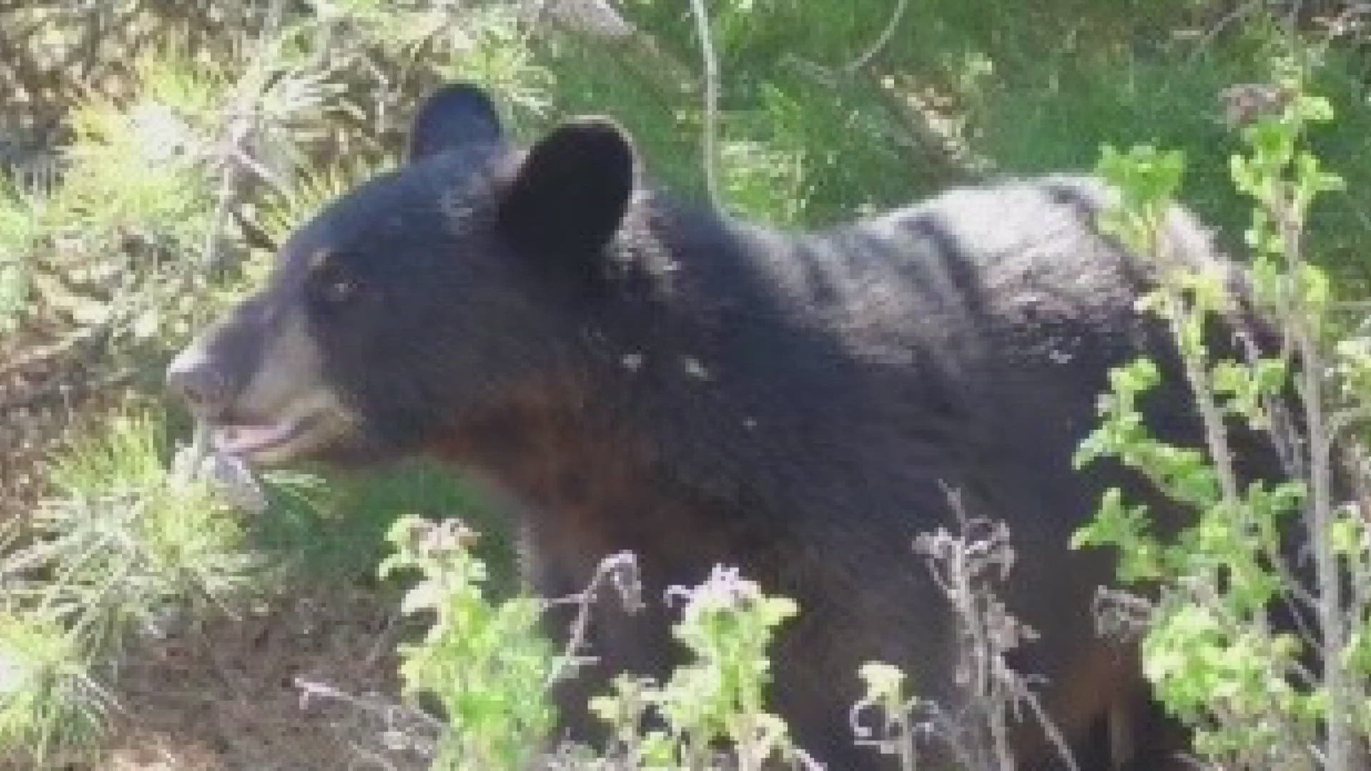 Police and the Maine Warden Service said they planned to keep an eye on the bear and "leave it alone" until or unless it leaves the area on its own.