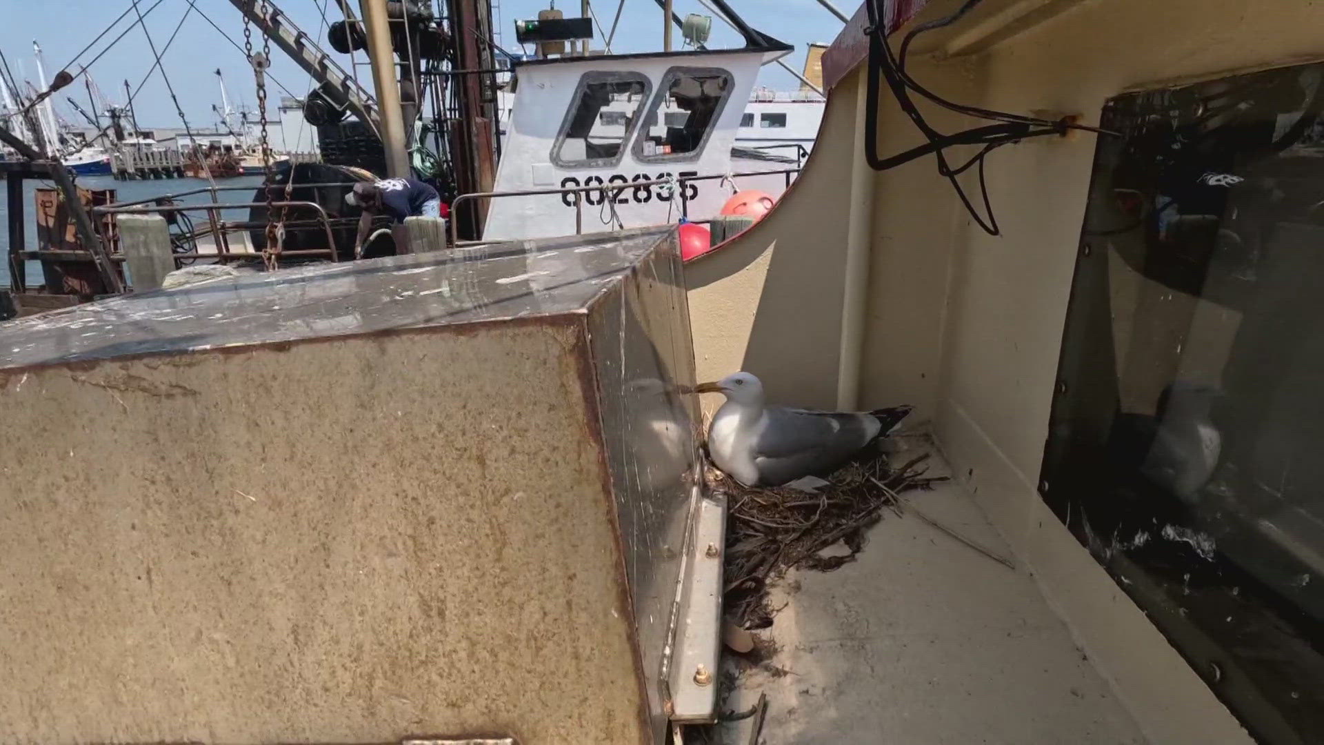 A group of fisherman found the stowaway, and now the seagull and her unhatched eggs are part of the crew.