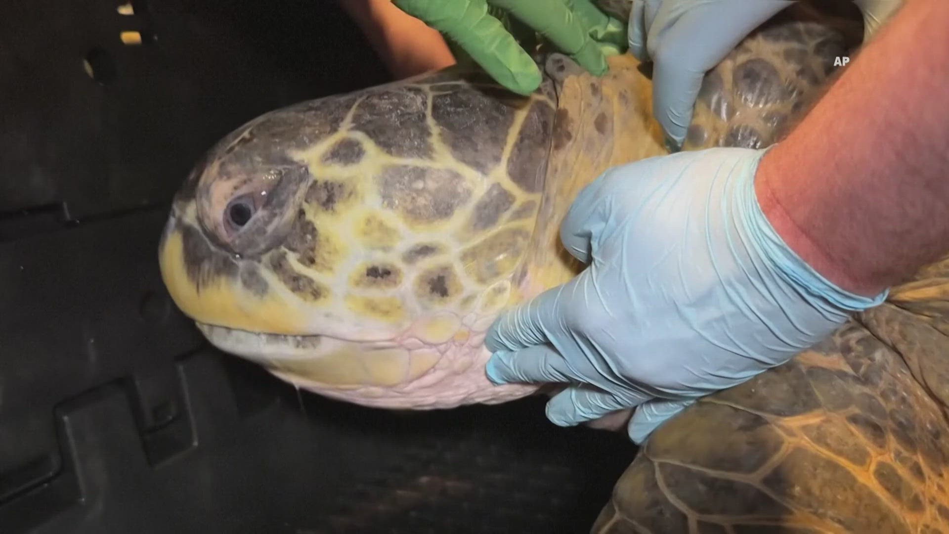 New England Aquarium's Myrtle the Sea Turtle is in good health ...