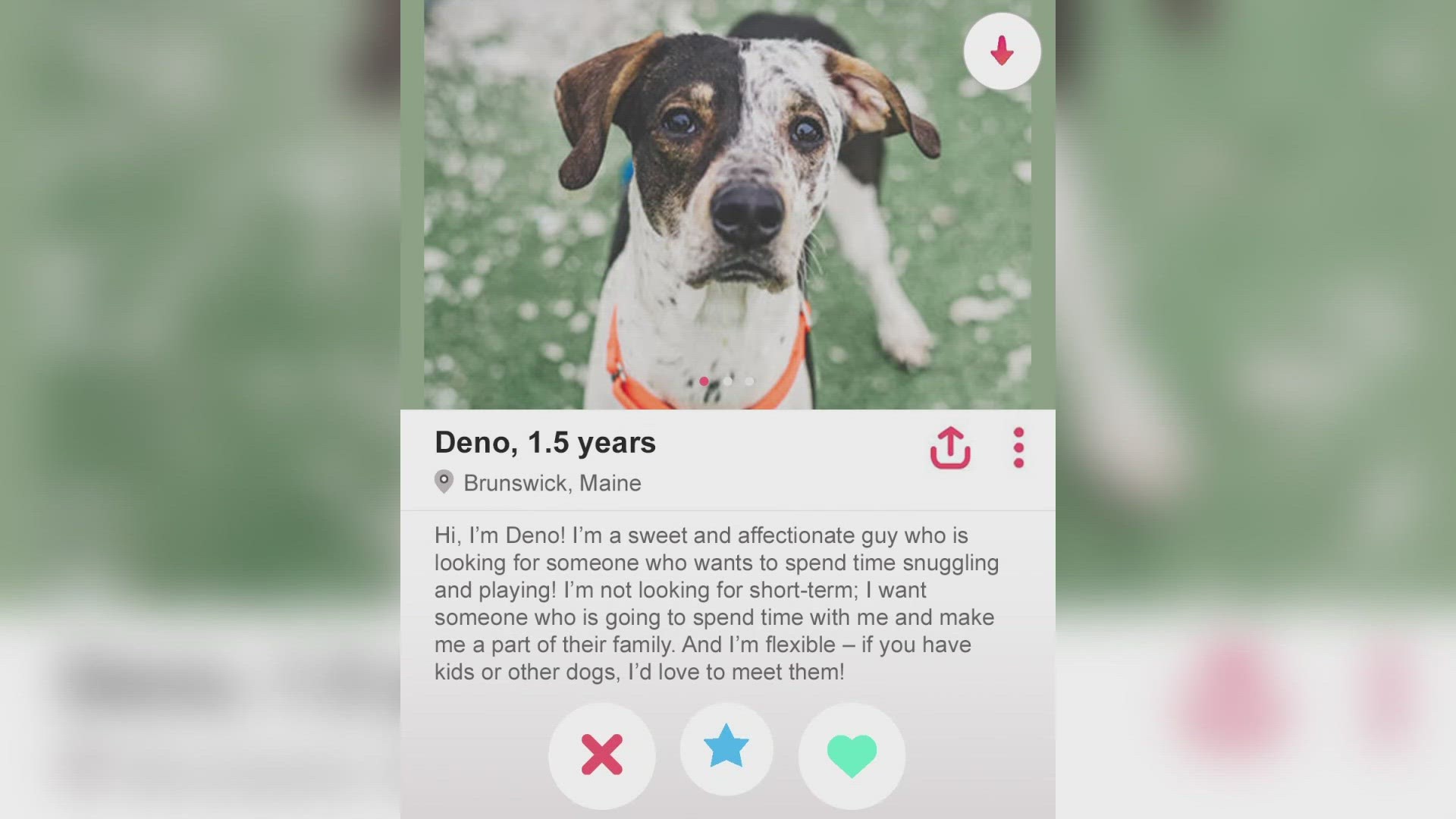 The Midcoast Humane Society in Brunswick is hosting an event Friday, and we can be sure you'll want to "swipe right" on all of these matches.