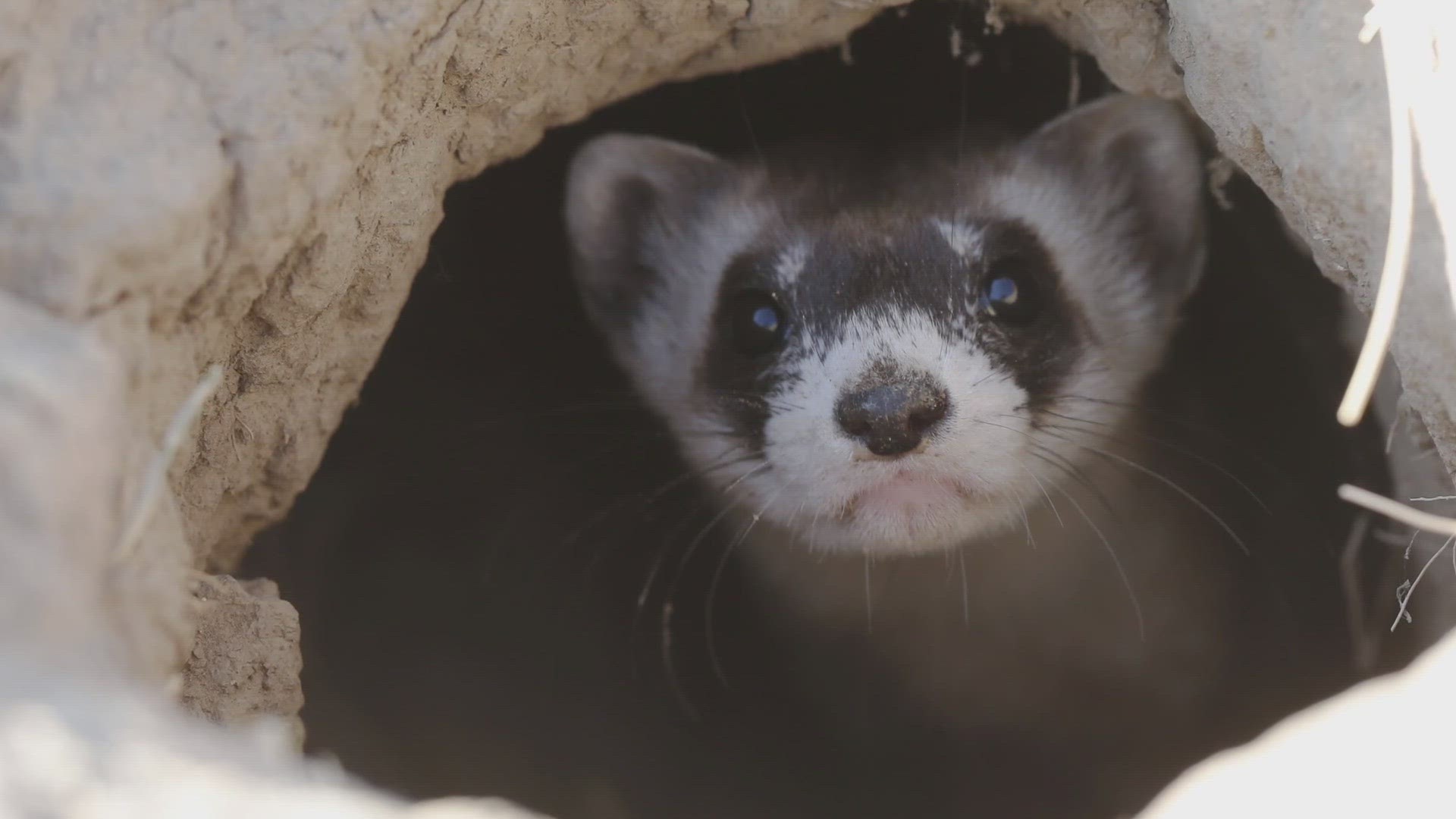 The U.S. Fish and Wildlife Service announced that two more Black-Footed Ferrets have been cloned.