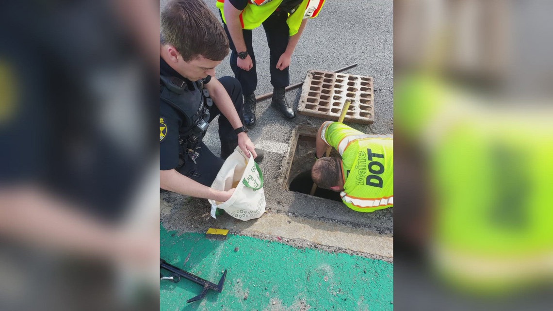 First responders save ducklings that fell down a storm drain ...
