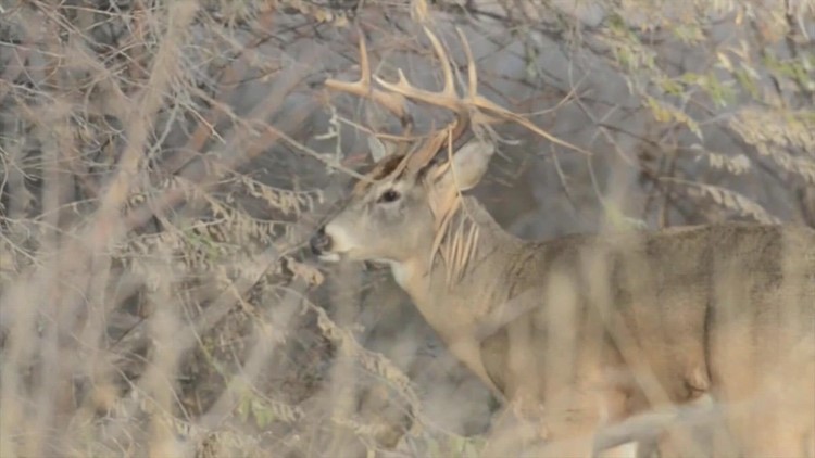 Reward offered for information leading to arrest of people responsible for illegally killing deer