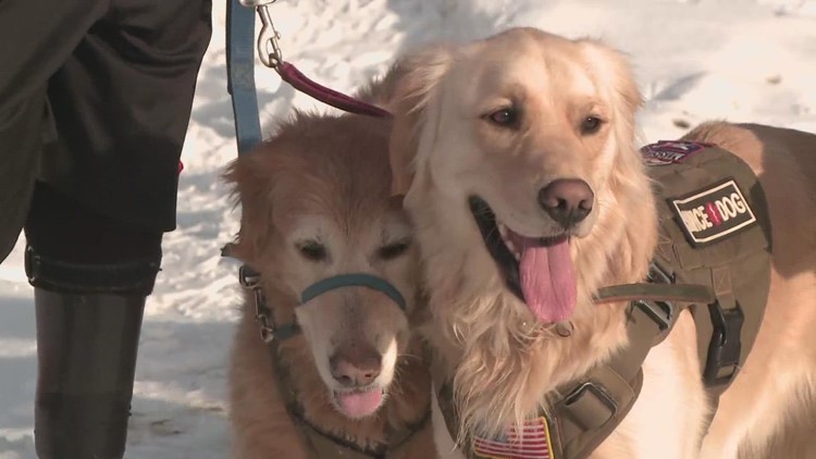 Construction begins on Maine training center for service, therapy dogs