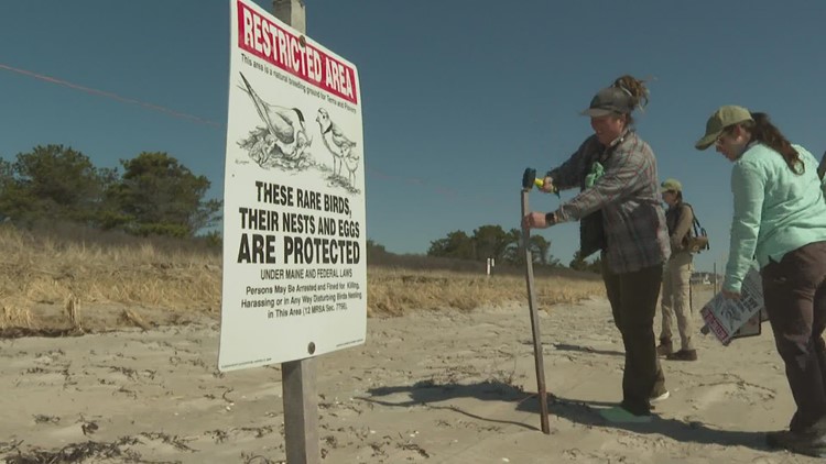 Police and volunteers work to protect piping plover birds