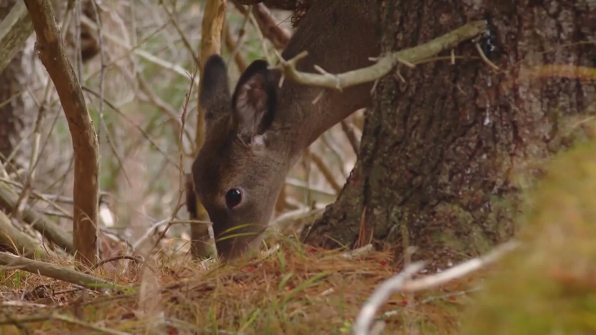 Results of deer meat samples from the Fairfield area could be released soon.