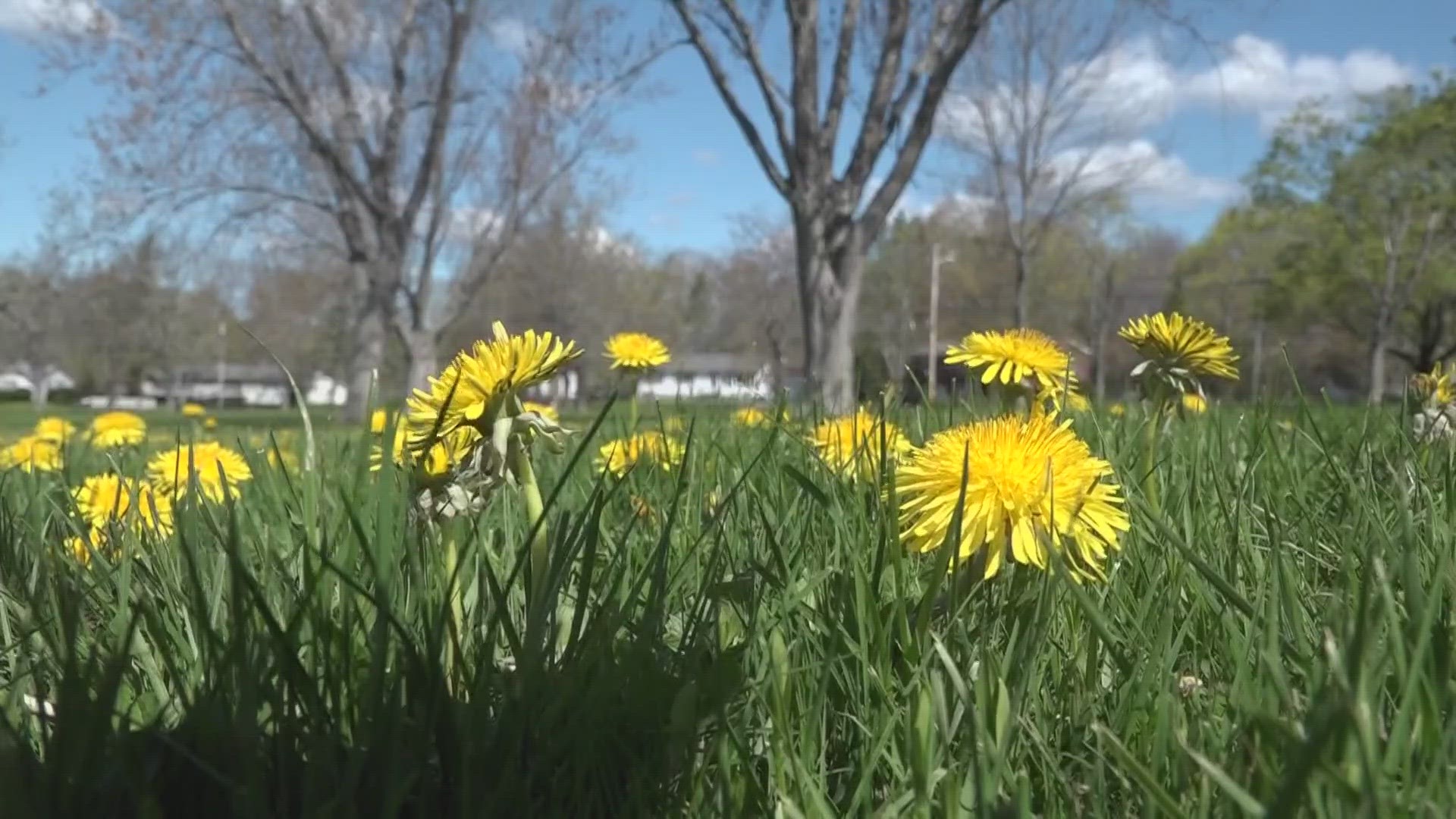 The city voted in February to ease up on lawn code enforcements for the month of May.