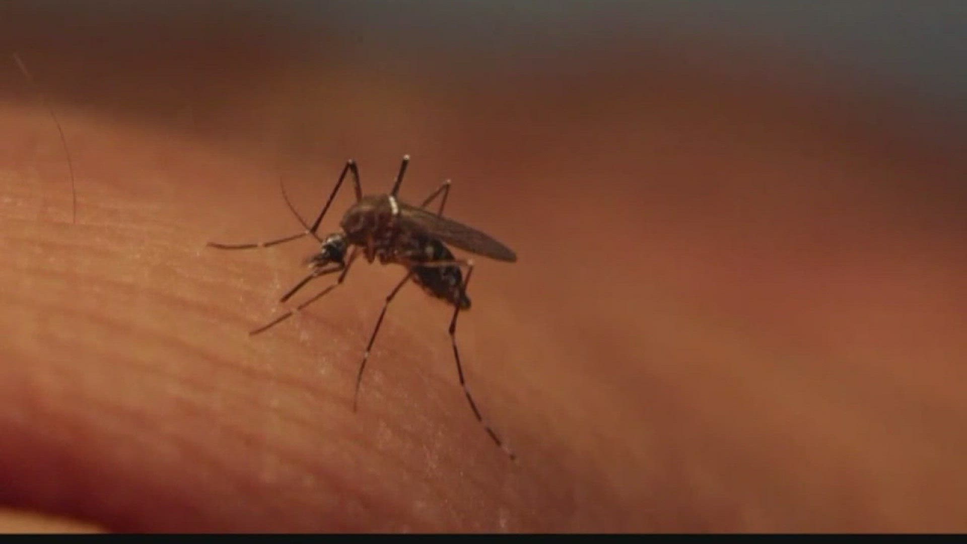 Steps to Prevent Mosquito Bites and Disease