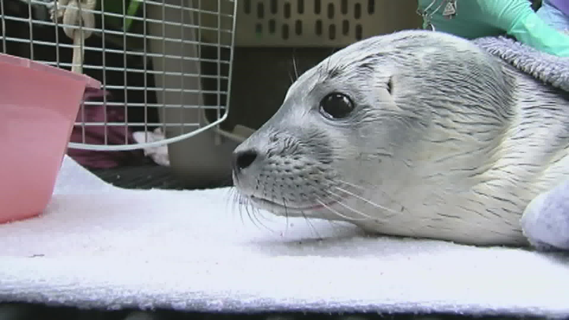 Researchers say they hope the technology will help inform conservation efforts for several different species of seals.