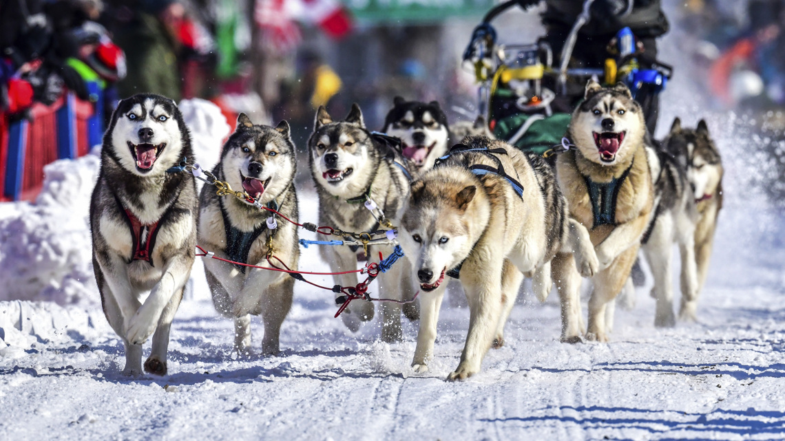 Can-Am Crown seeks host families ahead of Fort Kent sled dog race