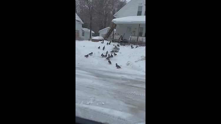 Ducks after the storm