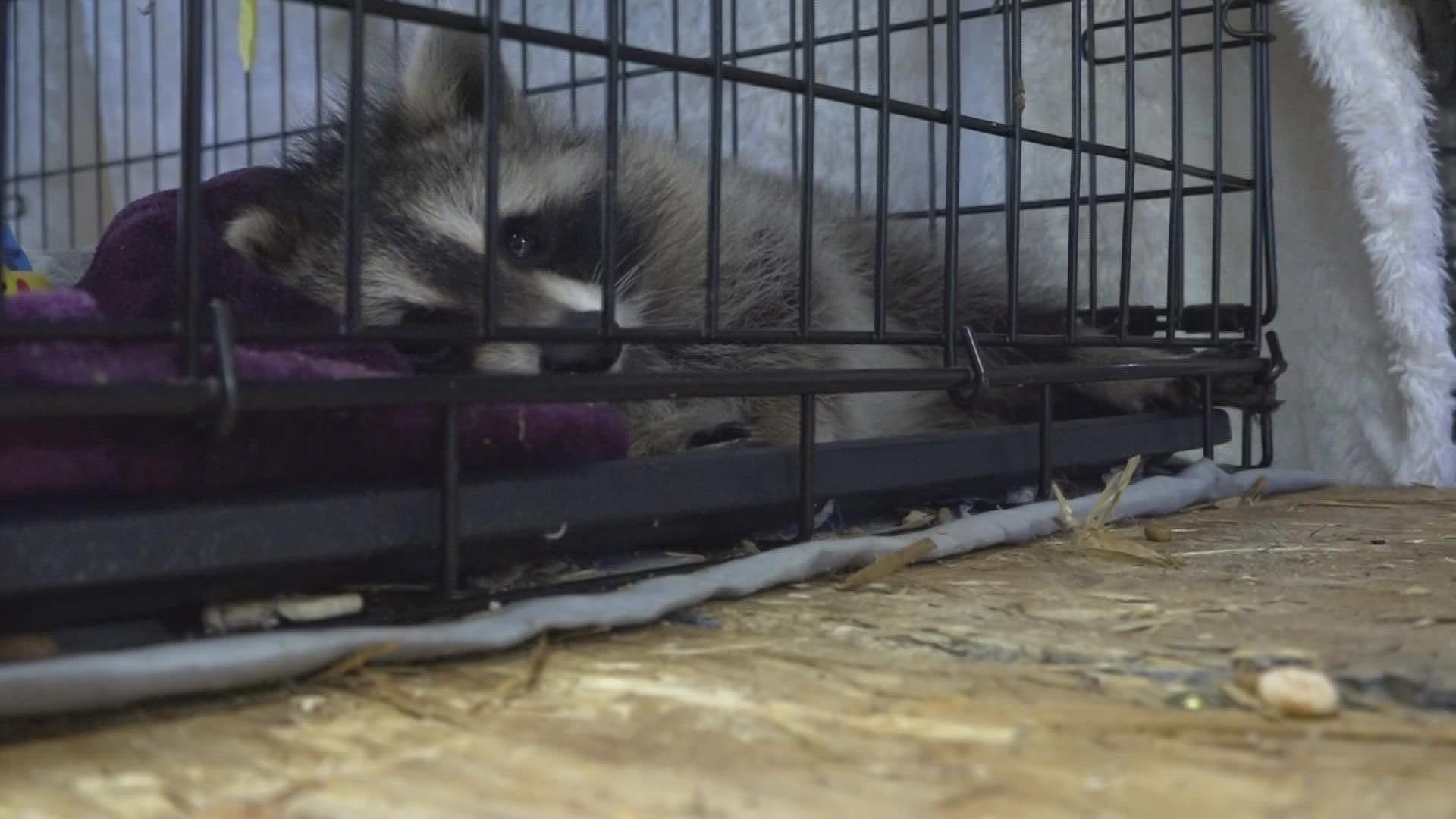 Confirmed case of rabies in Waterville, Maine | newscentermaine.com