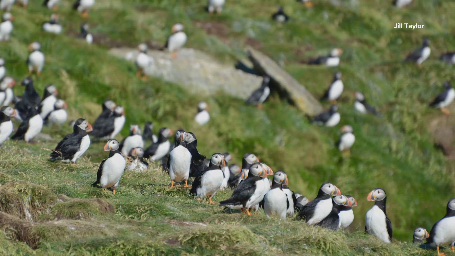 The webcams on explore.org are maintained by the people with the Project Puffin. The Atlantic puffin only visits Maine during the summer.