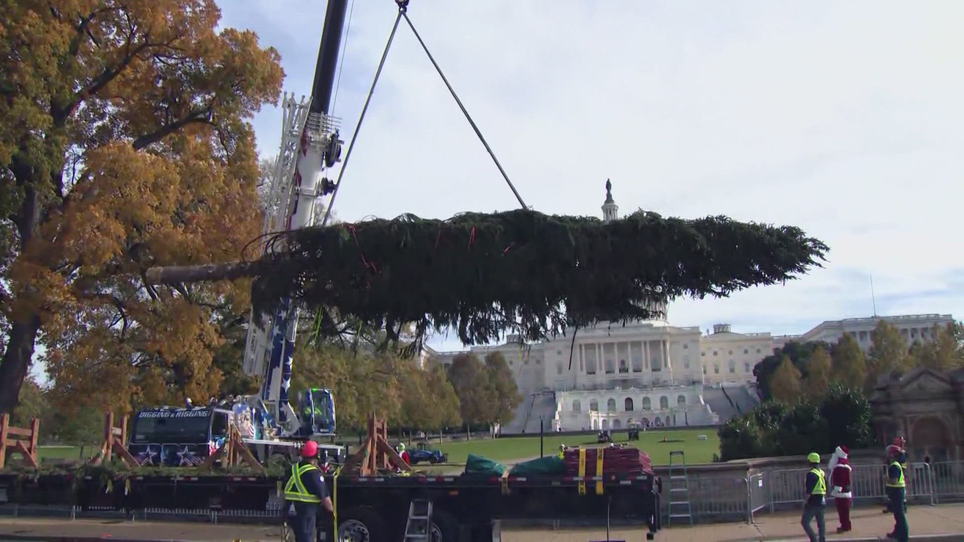 The tree was lifted from a flatbed truck and delivered to the West Lawn of the U.S. Capitol Building.