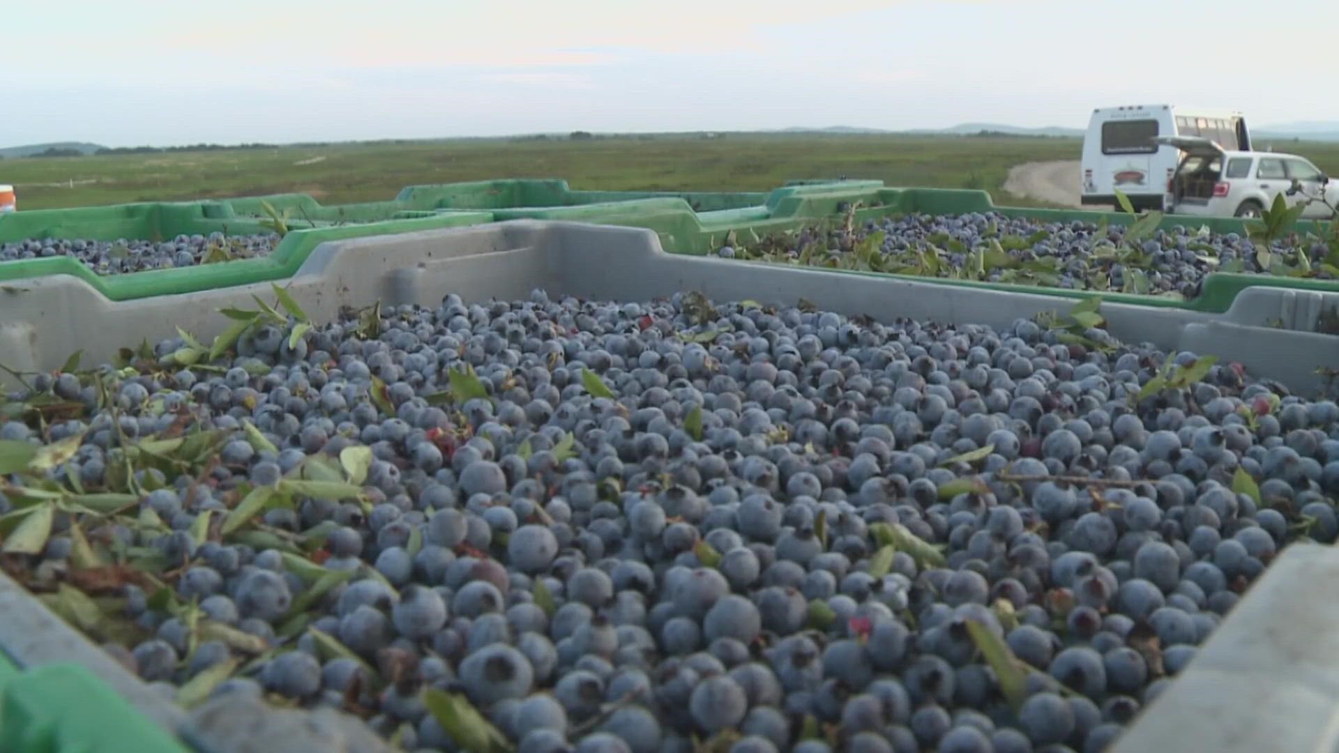 Maine is the only state in the country with a significant harvest of wild blueberries, which are smaller cousins to the more ubiquitous cultivated berries.