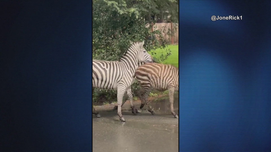 Zebras get loose in Washington | newscentermaine.com