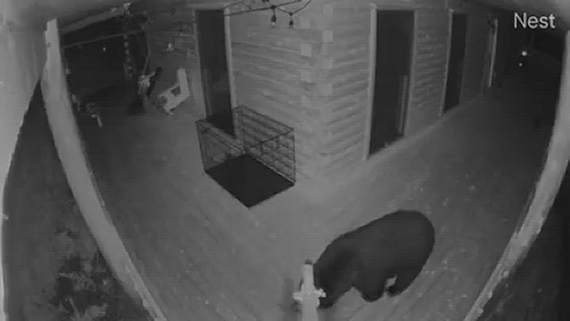 Bear on our front porch at 1 am Wednesday September 13th 2023
Credit: Lynn Verrill