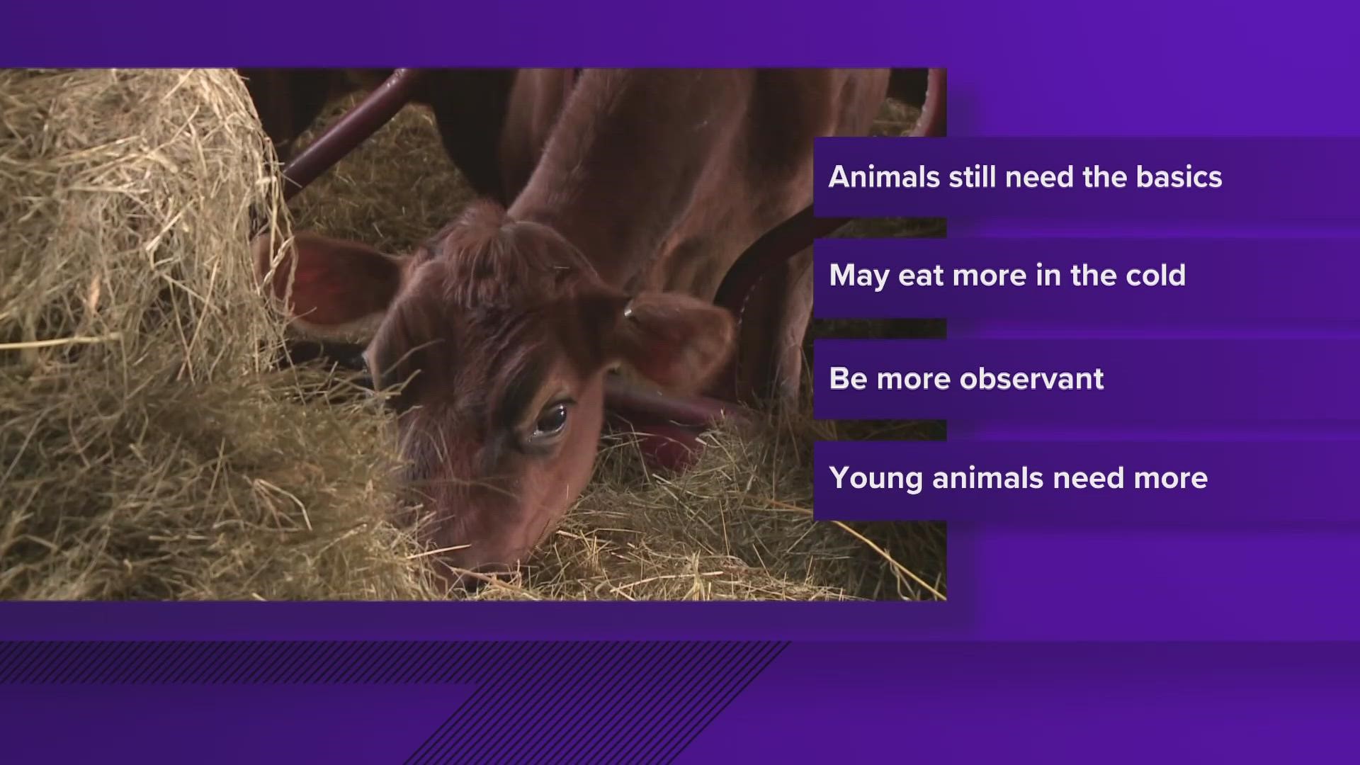 The University of Maine is offering some strategies to keep farm animals warm in frigid weather.