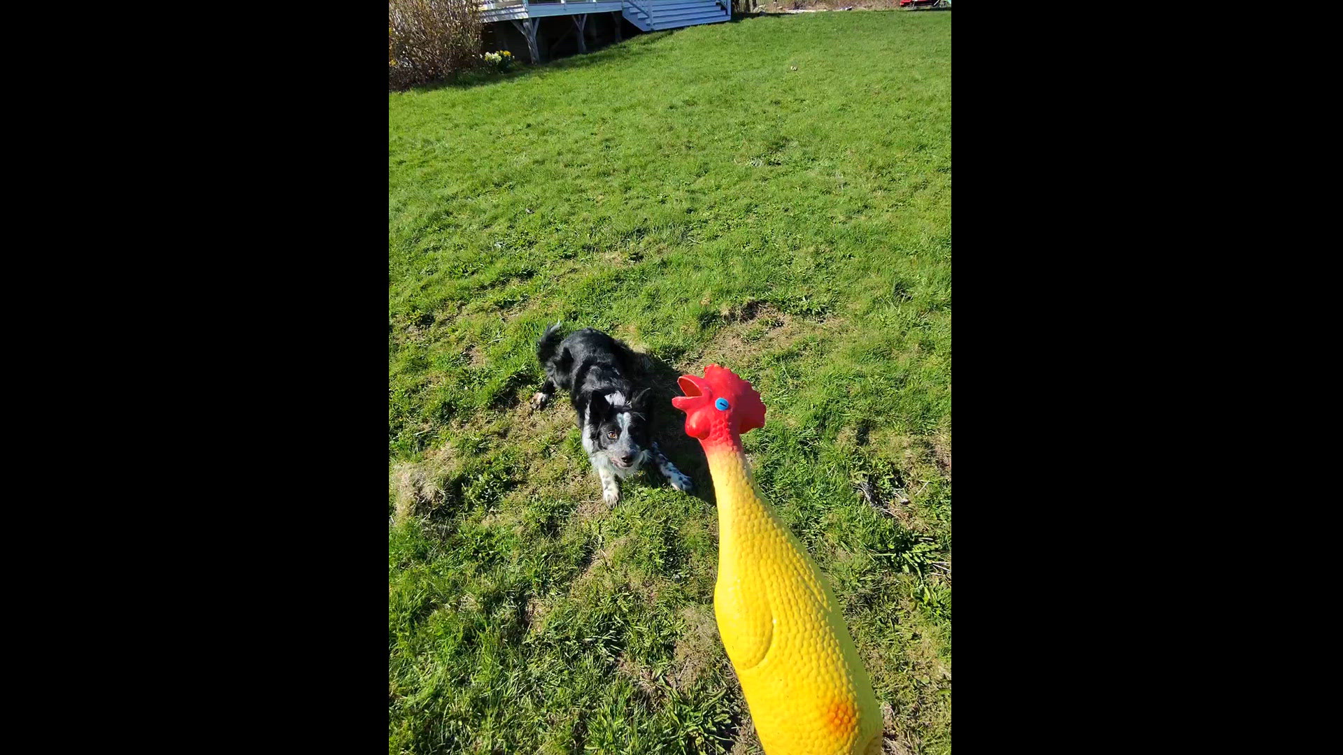 Next, the Border Collie, prefers Rotisserie Chicken Chuckin'
Credit: Lisa Lane