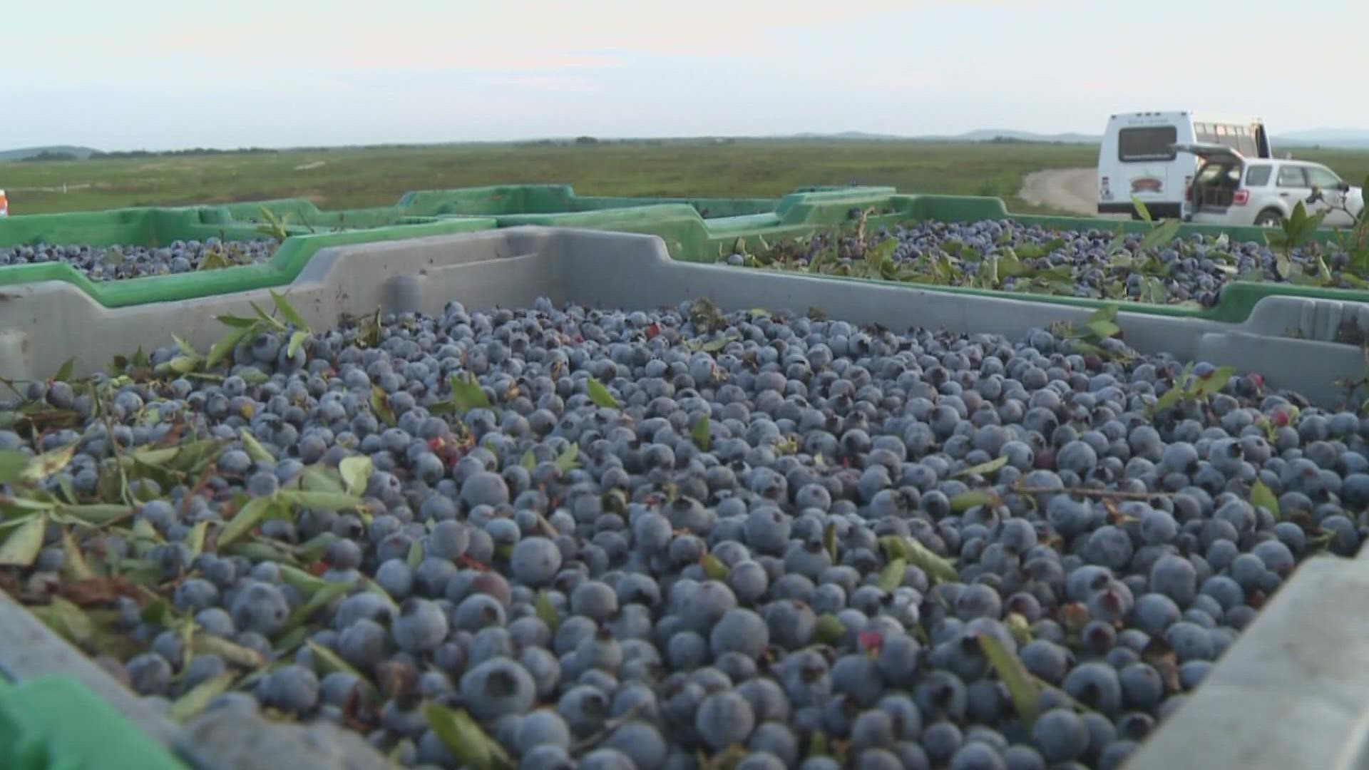 The 2nd annual Wild Blueberry Weekend will draw visitors to 14 of the state's 480 growers.