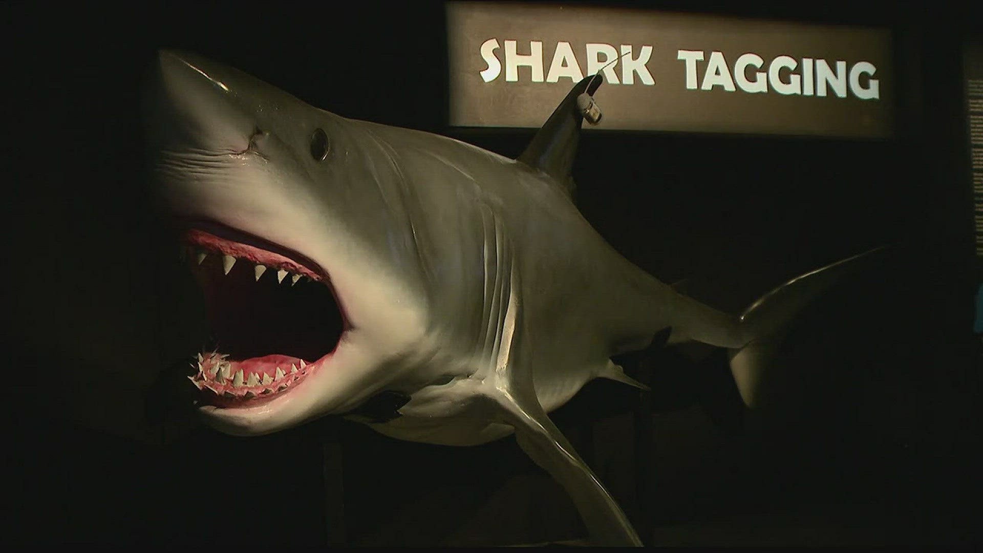 Portland Science Museum has a new exhibit, Planet Shark: Predator or Prey.