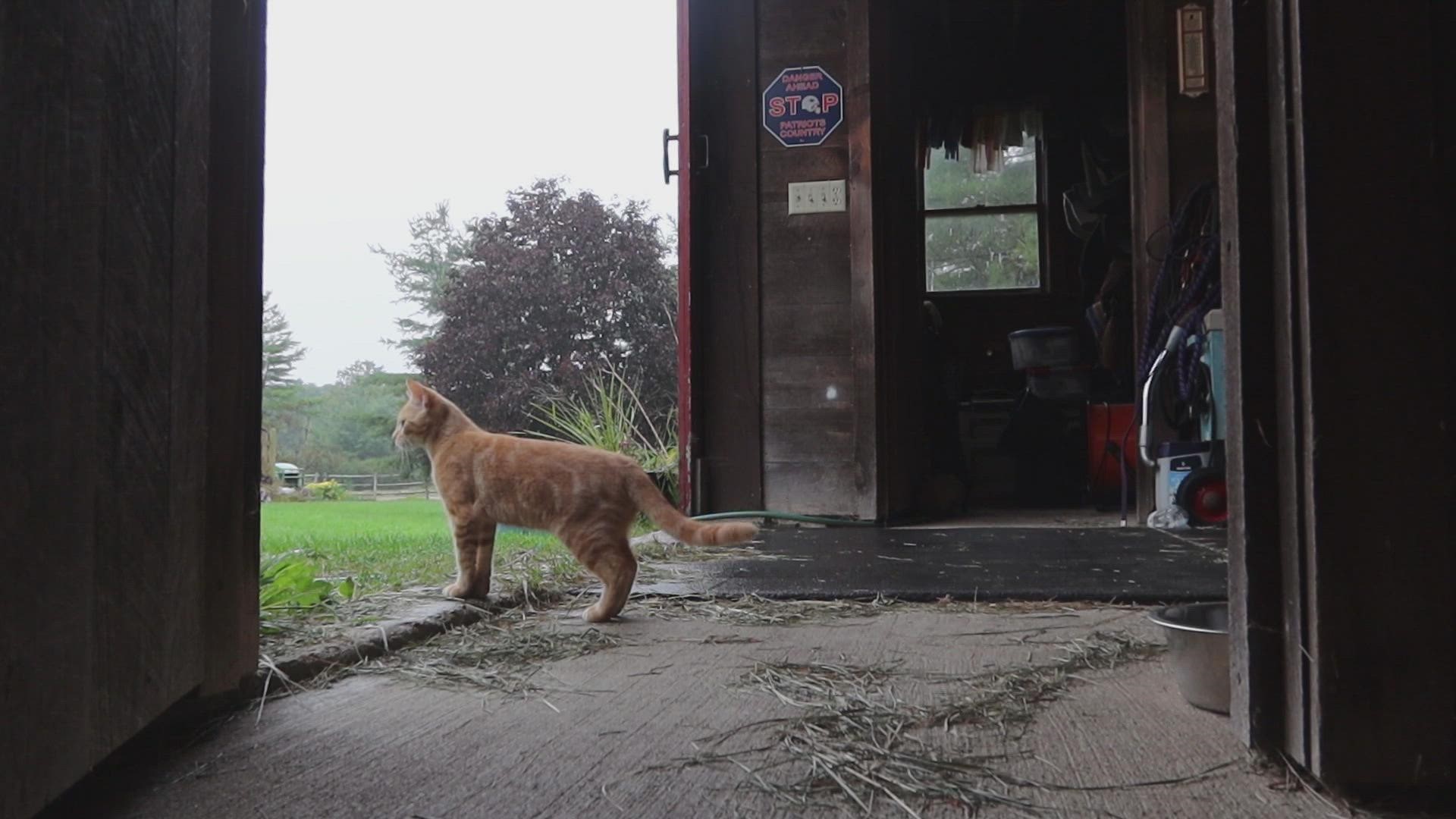 NEWS CENTER Maine’s Griffin Stockford takes us to Bowdoinham, where a young barn cat named Paddy faced his first day of fall.