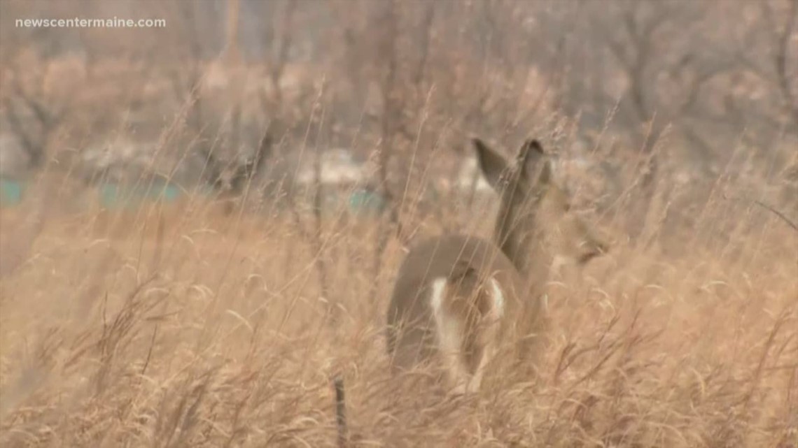 Maine antlerless deer permits for sale Oct. 11