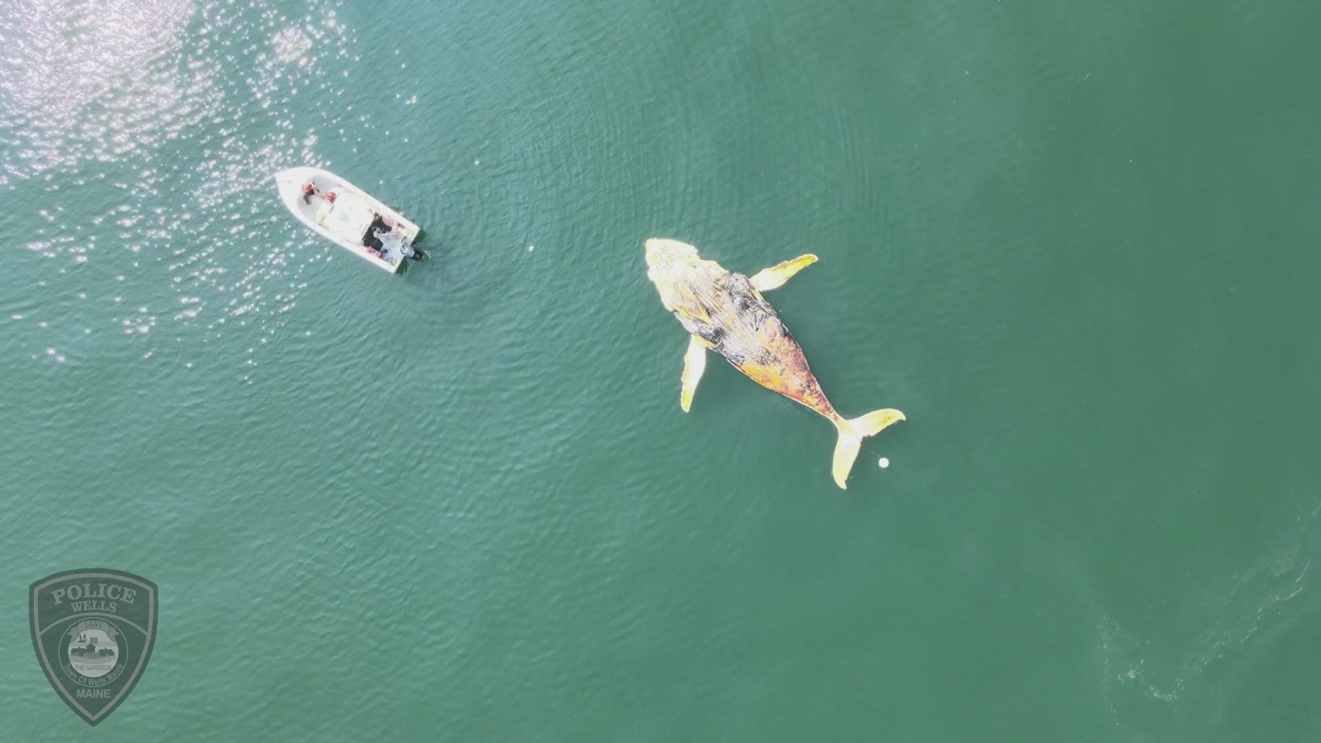 Officials plan to monitor the whale's location over the next several days as it gets closer to shore.