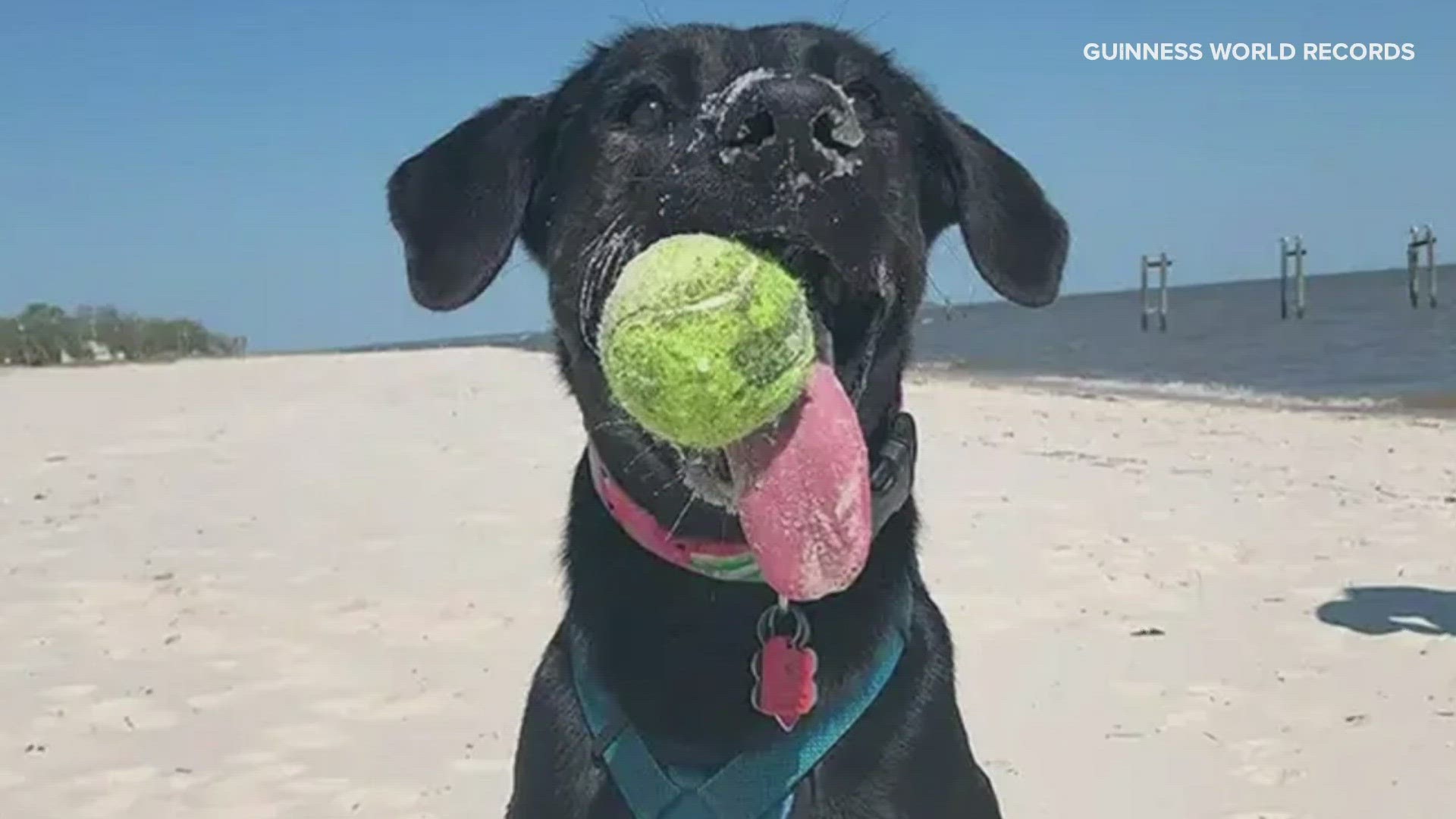 Zoey, a lab-shepherd mix, has a tongue that measures longer than a soda can.