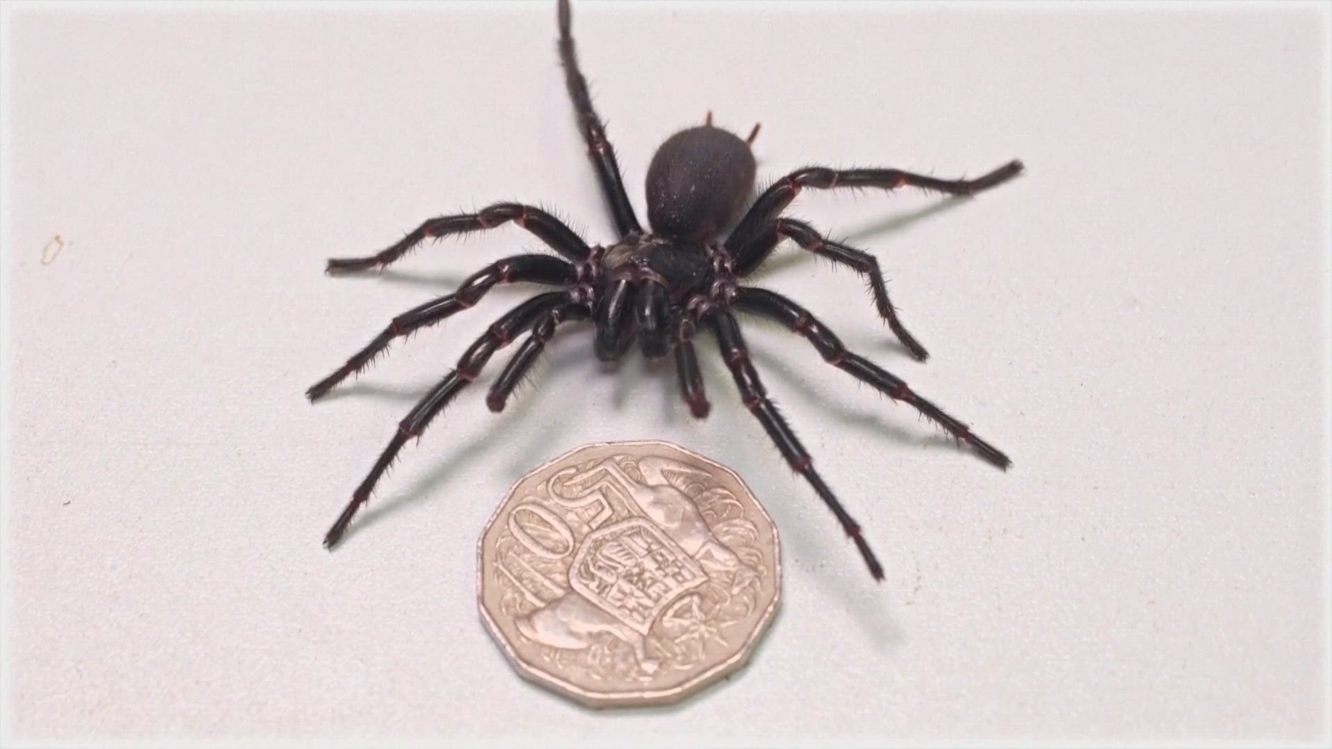 Colossal Funnel-Web Spider Unearthed on the Central Coast 4