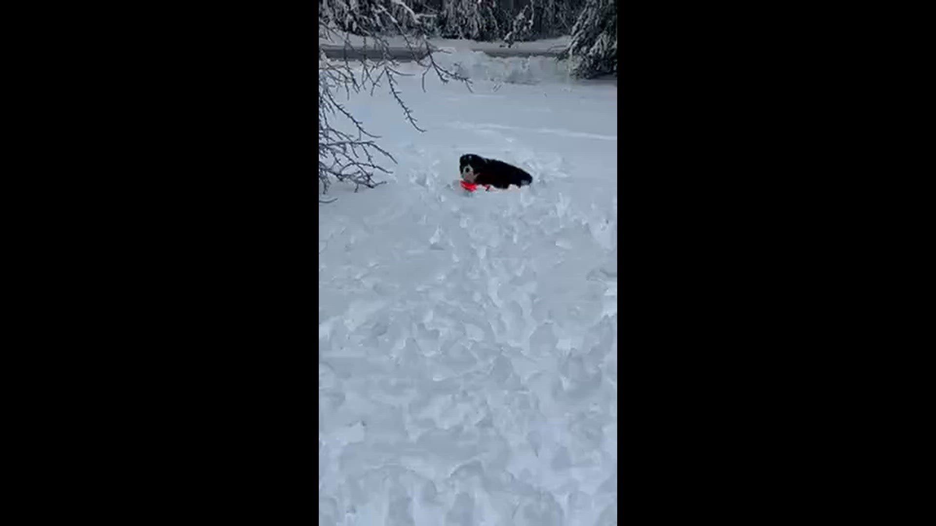 Bodhi Loving the Snow