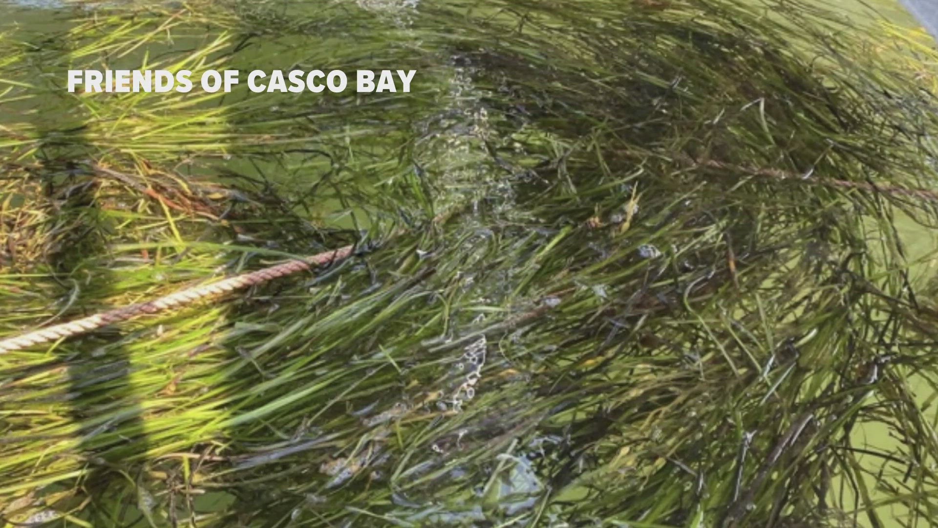 A new exhibit at a Boston-based aquarium showcases eelgrass and its ability to pull carbon emissions from the air, but warming waters threaten the plant.