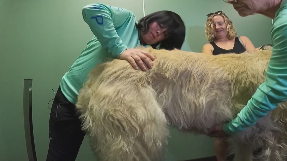 Chiropractor for animals near me